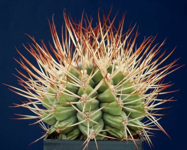 Gymnocalycium_pungens_2